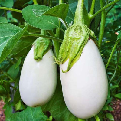 கத்திரிக்காய் (வெள்ளை) / Kaththarikkai (Vellai) - Brinjal (White)